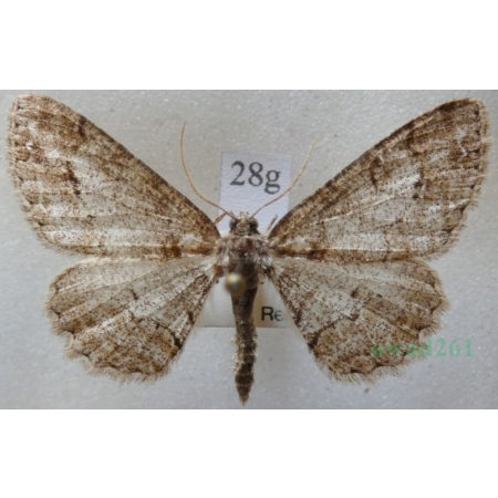 Paradarisa consonaria (Hübner, 1799) female Przylepek zgodniak Czech28g